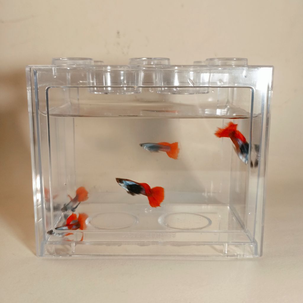 Guppy PRTDE Platinum red tail dumbo ear