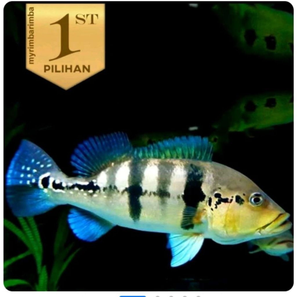 Baby Peacock Bass Blue Azul Ikan Hias Predator Hiasan Aquarium