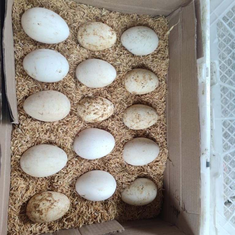 telur angsa fresh / telur angsa segar