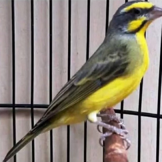 MOZAMBIK GACORAN JANTAN