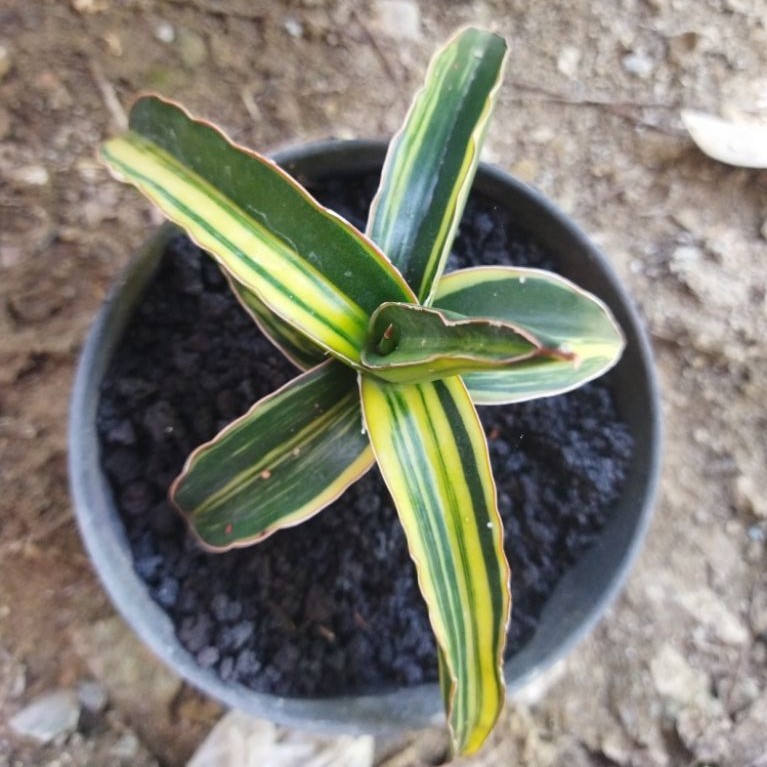 Sansivera DGC variegata