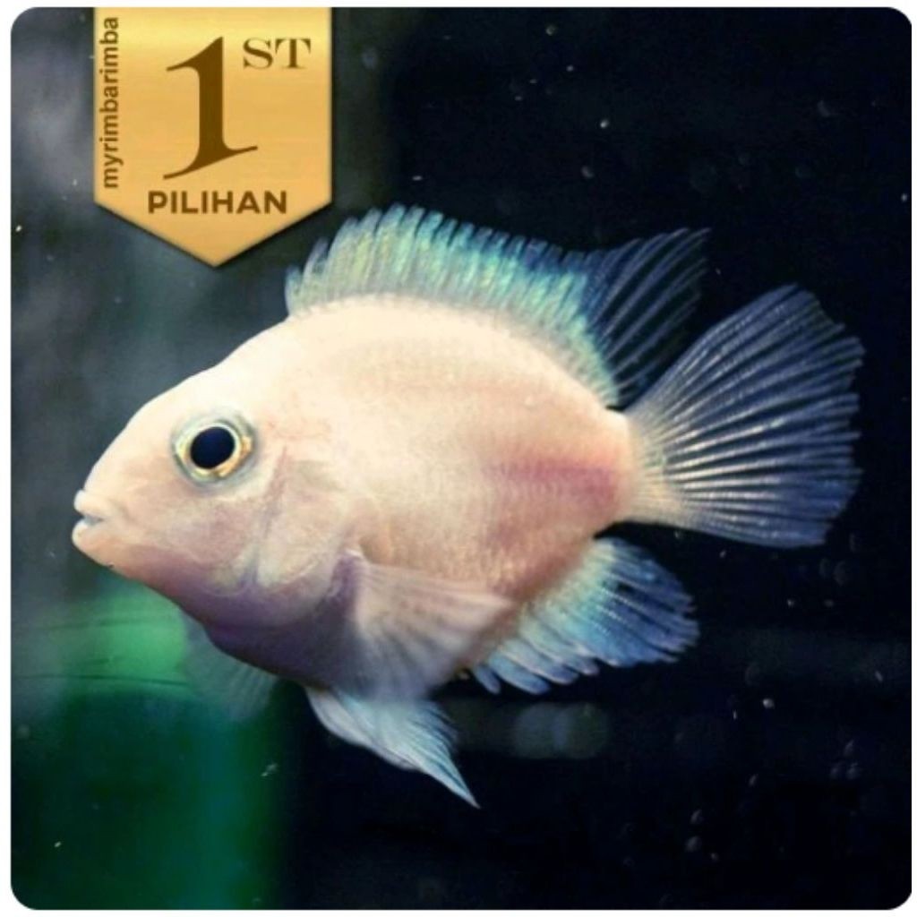 Platinum Polar Ikan Hias Parrot Putih Hiasan Aquarium Aquascape