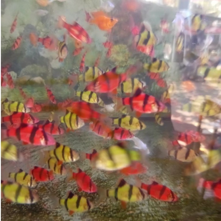 Glowfish sumatera