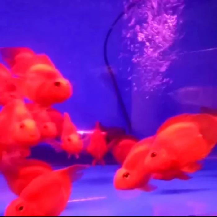 ikan perot notail red tankmate predator size 8cm