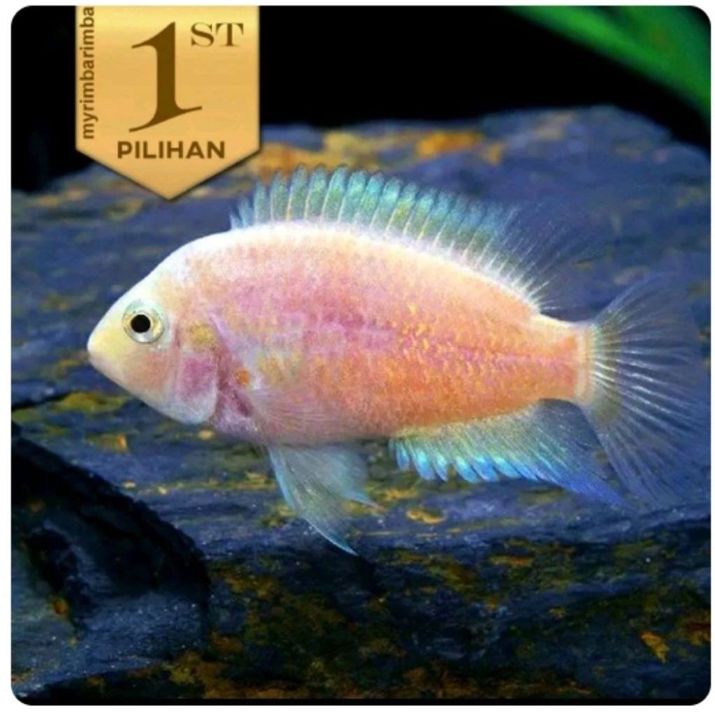 Pink Convict Cichlid Ikan Hias Aquascape Hiasan Aquarium Tanaman Air