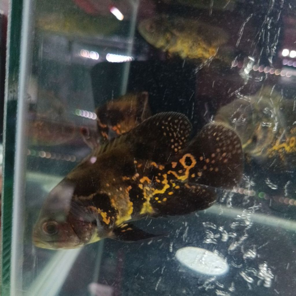 Ikan Hias Oscar Batik Predator Air Tawar