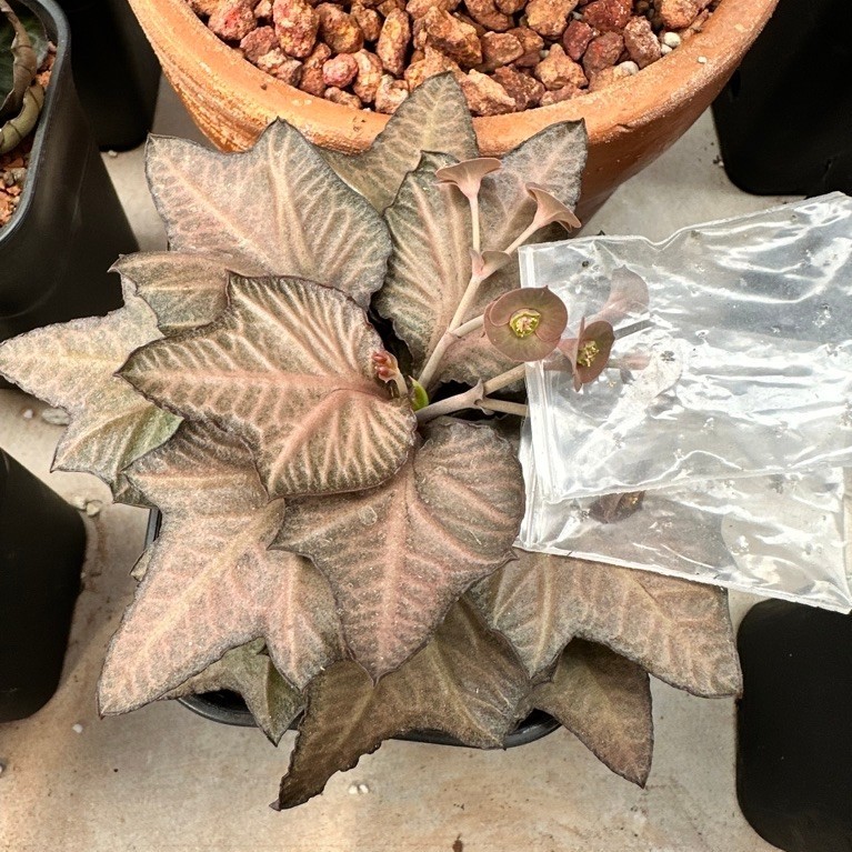 Euphorbia Francoisii Hybrid Maple dari cutting