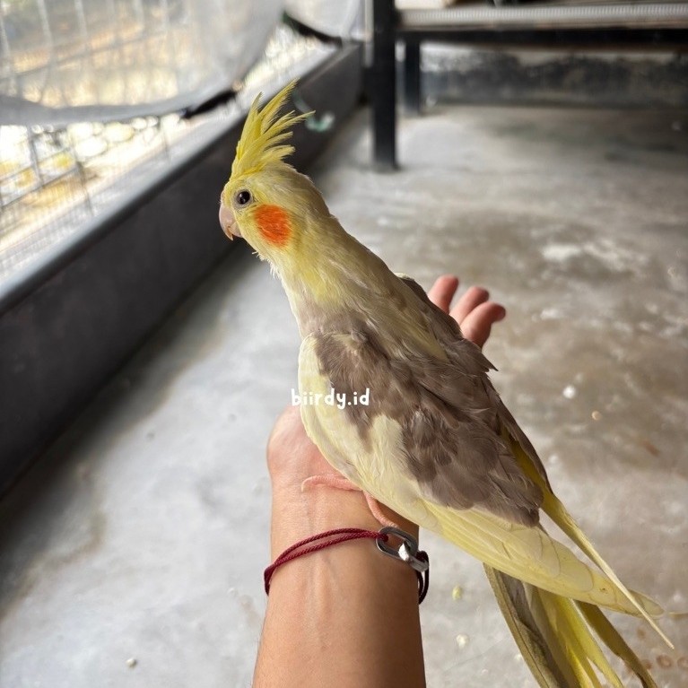 Falk | Parkit Australia | Cockatail Pied khusus instan