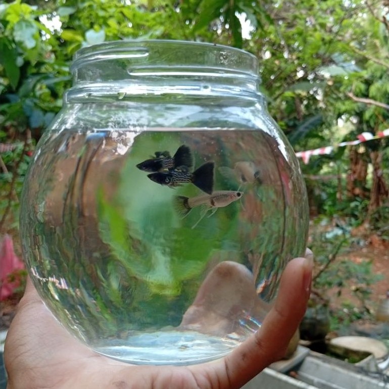 MSSBT Guppy