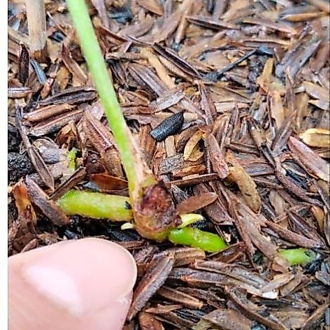anthurium corong varigata bonggol 2 tunas