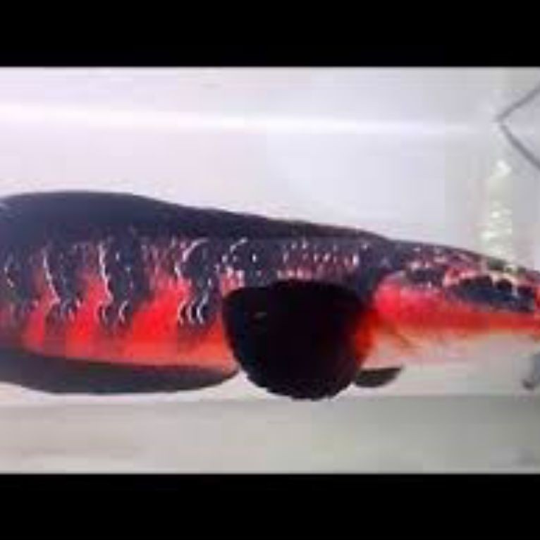 Red Barito