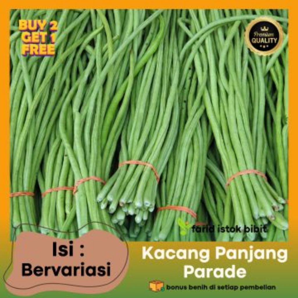 biji benih kacang panjang katrina (500bj)