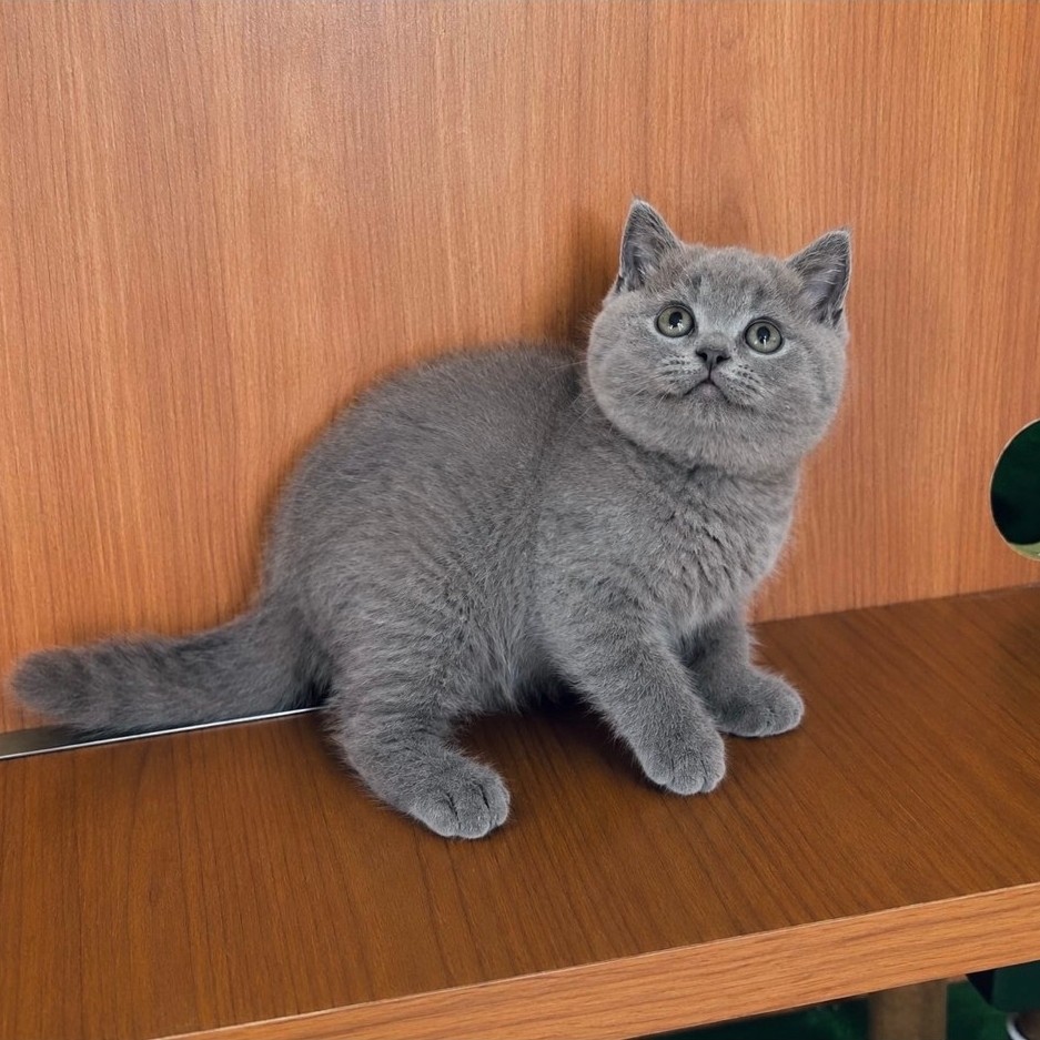 KUCING RAS BRITISH SHORTHAIR SCOTTISH MUNCHKIN PEAKNOSE ANGGORA PERSIA