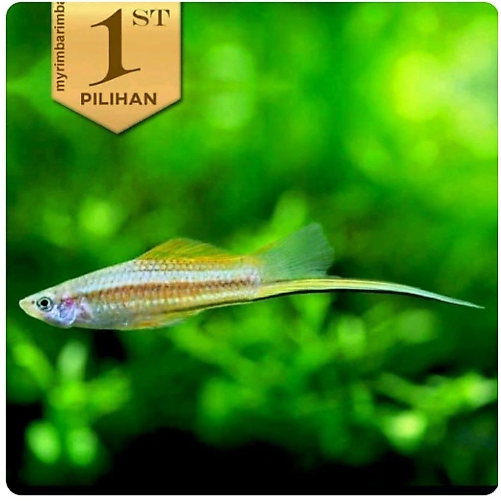 Platy Pedang Hijau Swordtail Ikan Hias Aquascape Hiasan Aquarium