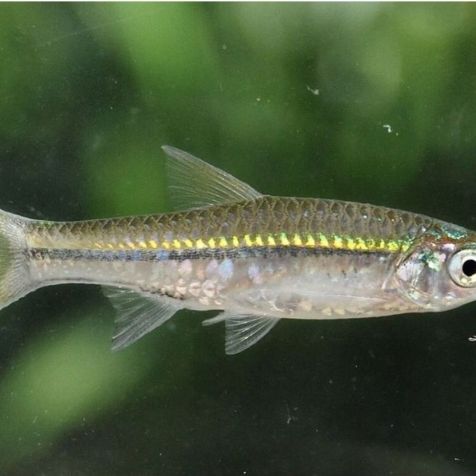 Wader Pari/Rasbora Lateristriata
