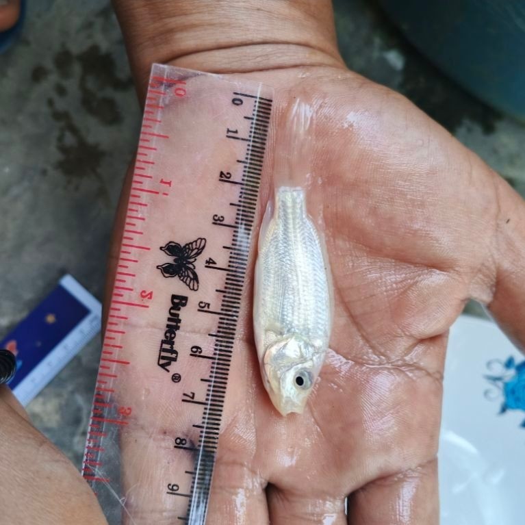 Bibit Nila Slayer Kumpay Ukuran 6-8cm Sehat Lincah Garansi Hidup