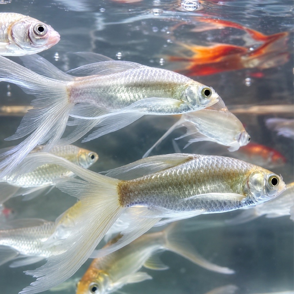 [Chan Aquatic] Ikan Hias Kaviat Slayer | Ikan Kaviat Long Fin | Ikan Kaviat Ekor Panjang | Ikan Pema