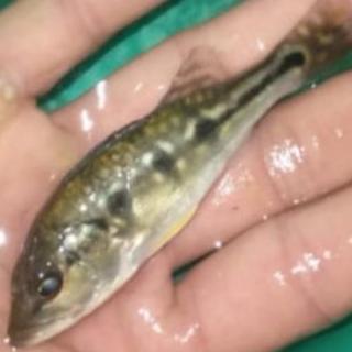 kebutuhan pbass orinoco pure pbas orinoco spot oreo