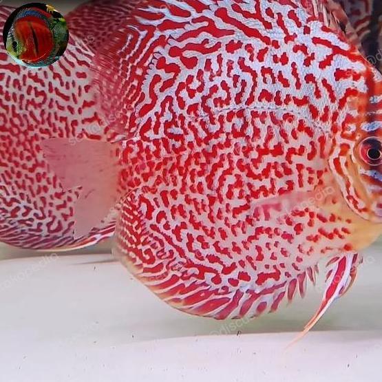 Ikan Discus Leopard Ring Size 2,3Inch. High Quality