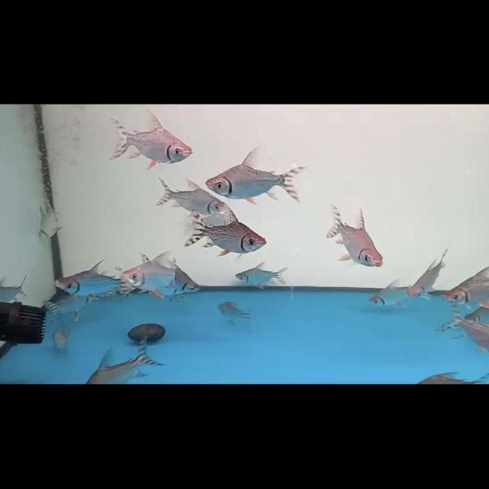 Red Feifeng 12Cm / American Flag Tail 12Cm