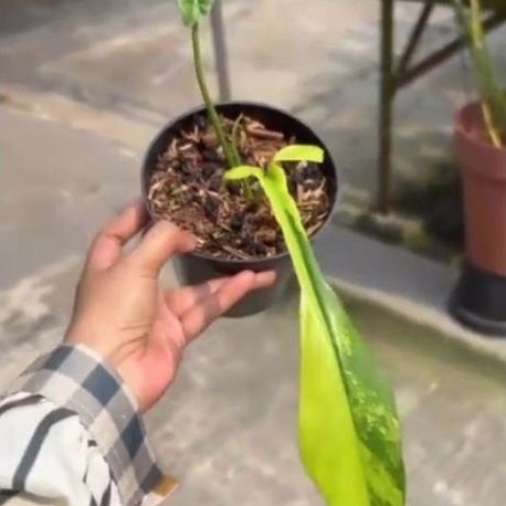 philodendron Joepii Variegated