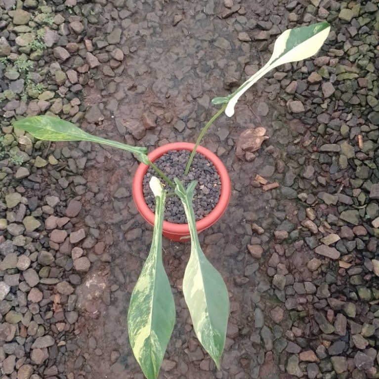 Philodendron Joepii Variegated