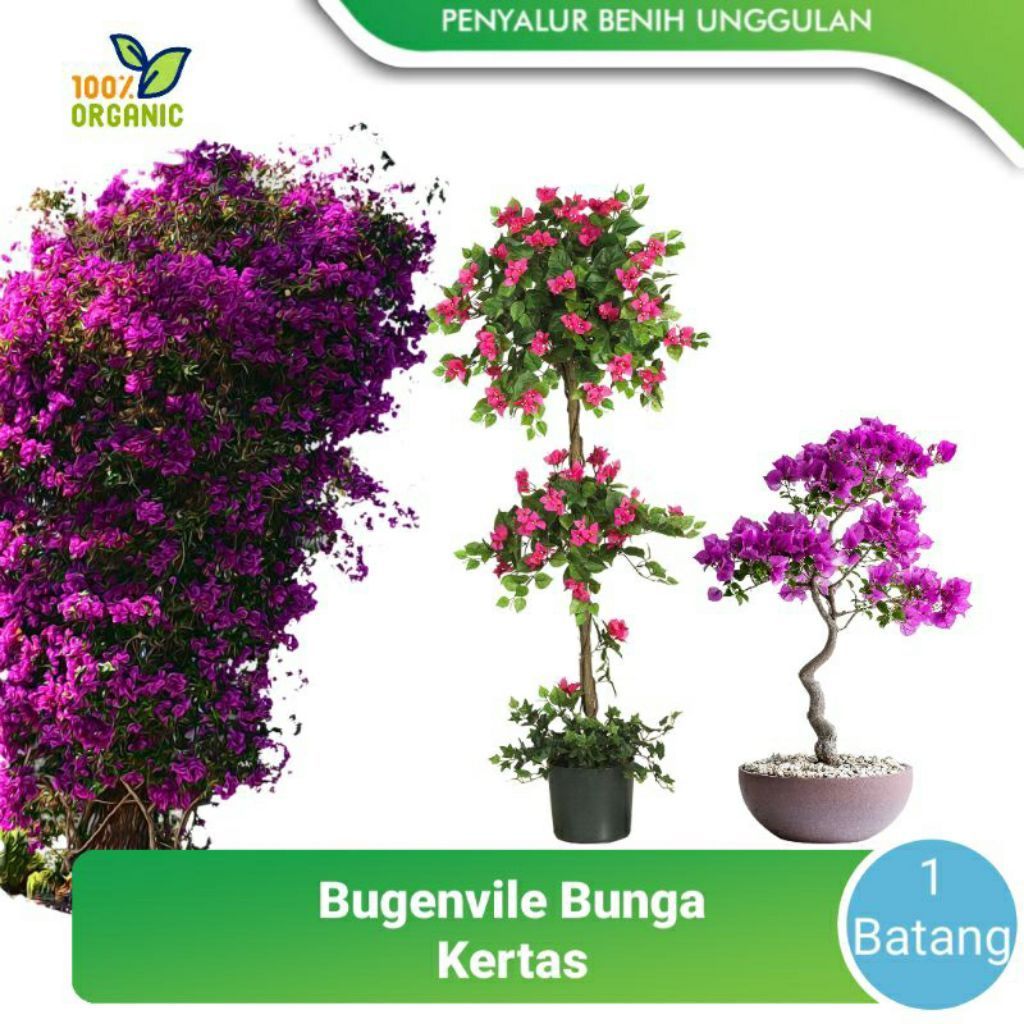 Bibit Bougenville Bunga Kertas // Tanaman Hias Bougenville Bunga Kertas