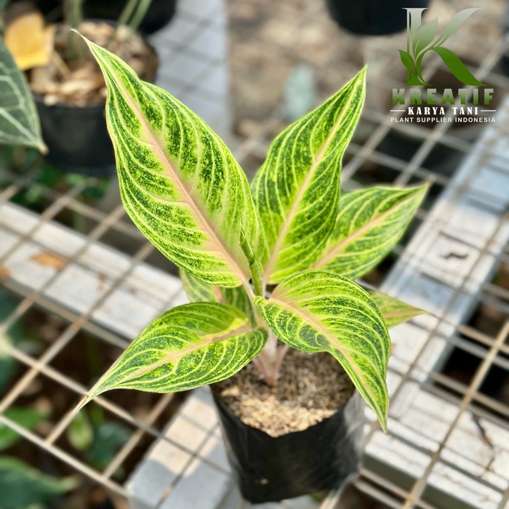 Tanaman hias aglonema golden sweet - Aglonema golden sweet