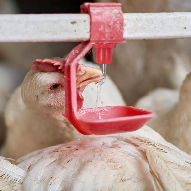 10pcs Nipple Ayam Broiler Nipple Ayam Petelur Nipel Minum Ayam Nipel Ayam Broiler Niple Drinker Ayam
