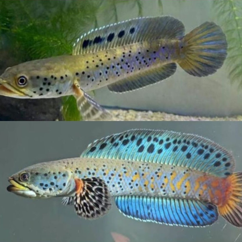 Hiasan Aquarium Chana Orna Yellow Lips Size 6-7Cm Grade AAA+++ (Free Packing)