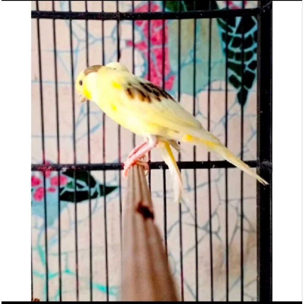 KENARI AF pilihan jantan