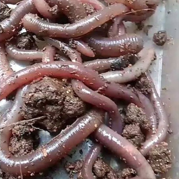 CACING KALUNG ATAU KEBO BESAR