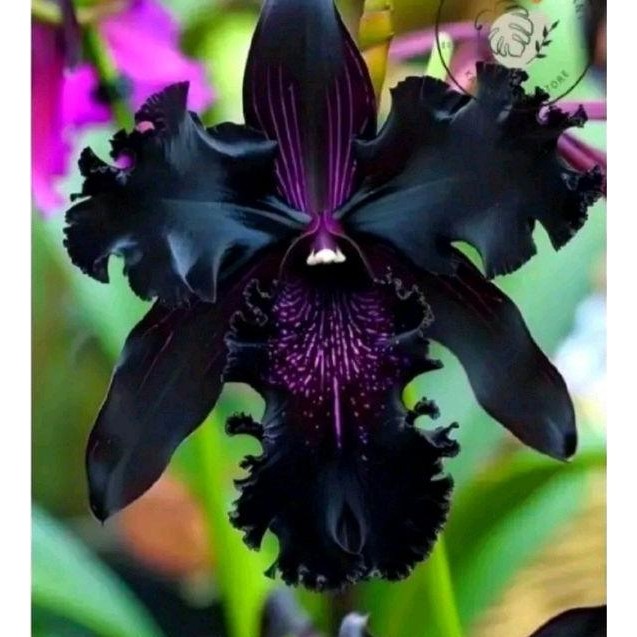 Anggrek bulan bunga hitam super langka