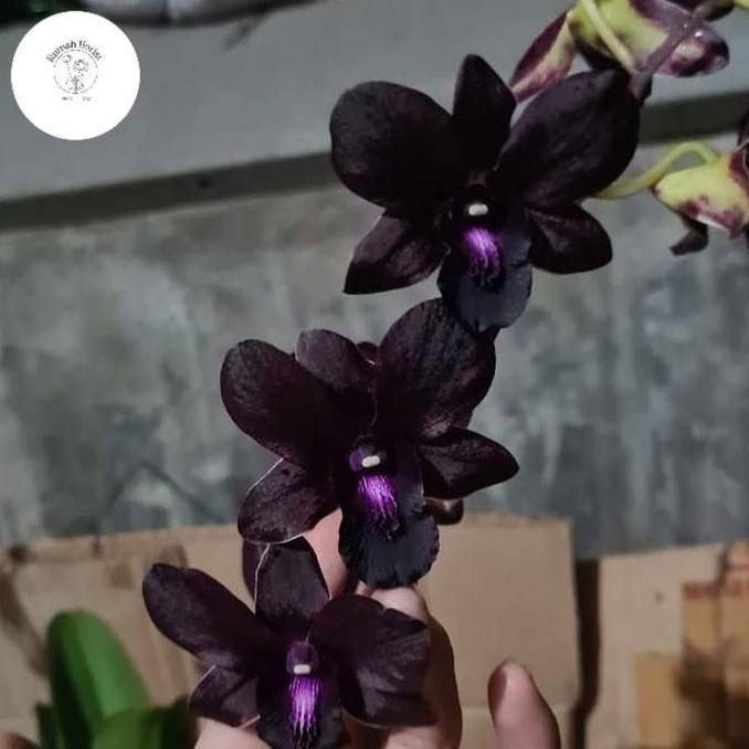 anggrek dendrobium bunga hitam koleksi langka