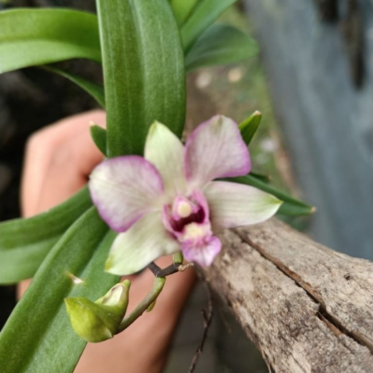 dendrobium mini jaopaya