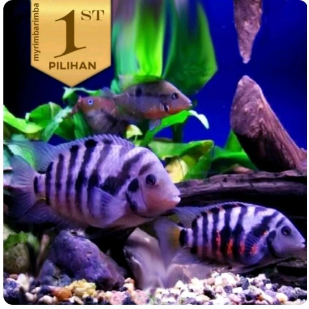 Paket Koloni ( Isi10)Purple Convict Cichlid Ikan Hias Aquascape Hiasan Aquarium Tanaman Air