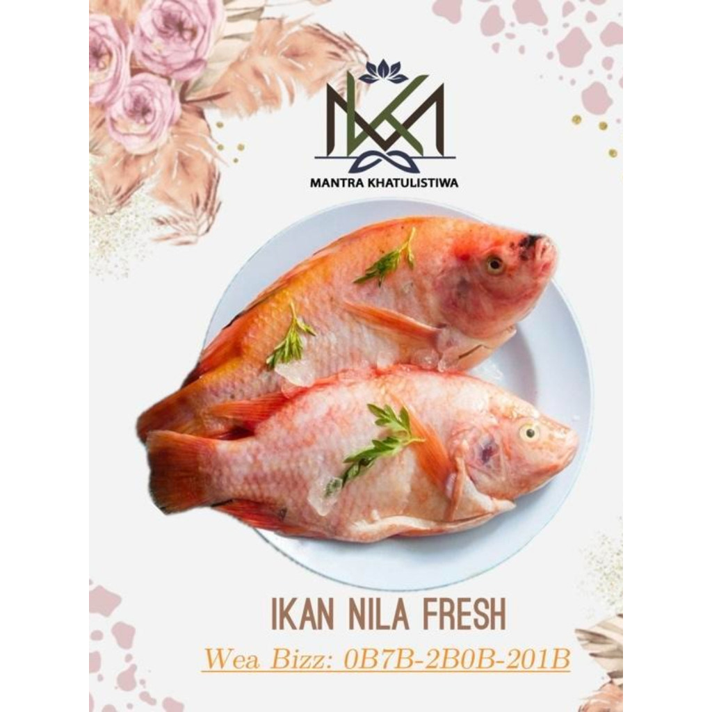 IKAN NILA FRESH IKAN SEGAR IKAN NILA SEGAR IKAN NILA HIDUP