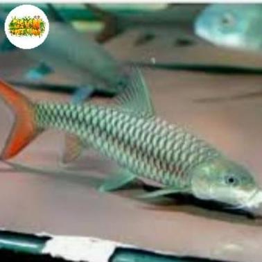 (Masterpiece) Ikan Tor Putitora Uk 6-7cm