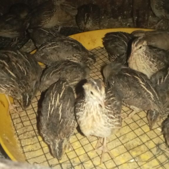 burung puyuh betina