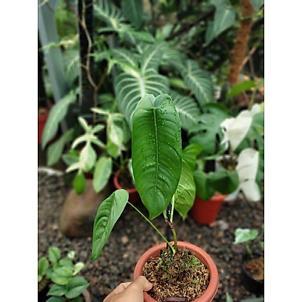 philodendron sharoniae (1 daun)
