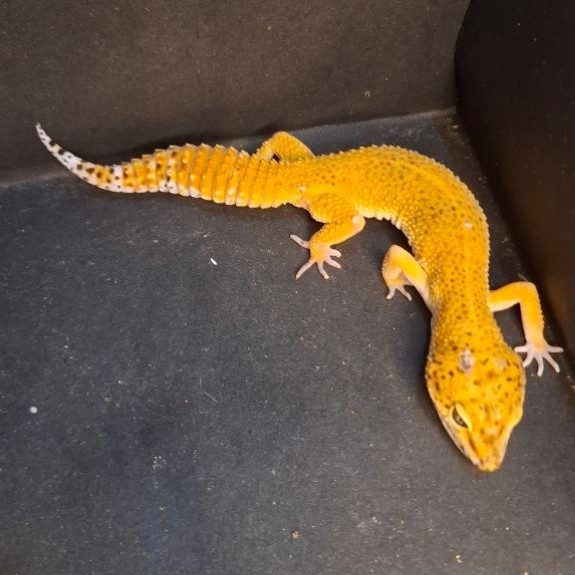 Leopard Gecko Female - SHTCT Tomato ph Tremper - Usia Dewasa Adult Betina Sehat Mulus HG087