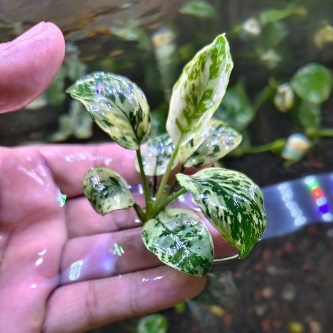 anubias var king anubias varking