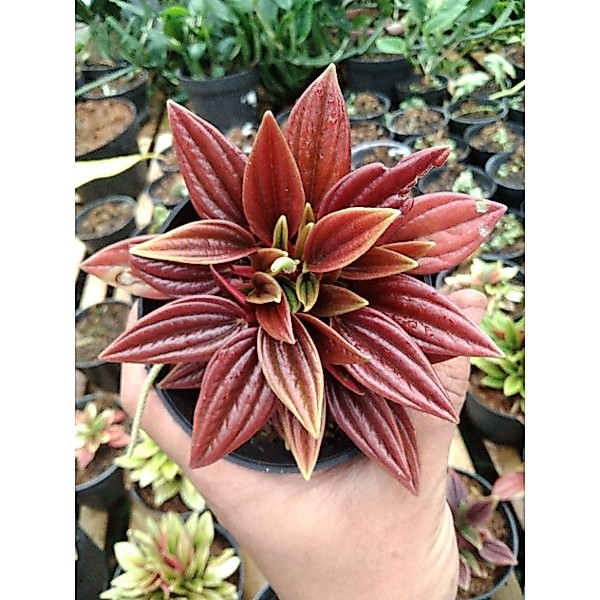 PEPEROMIA ROSSO