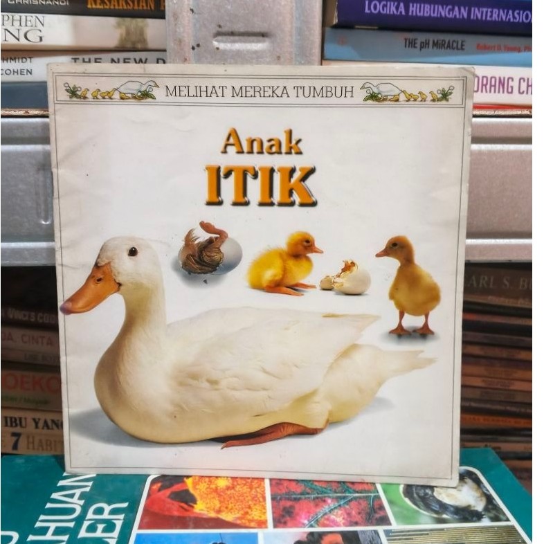 Melihat mereka tumbuh Anak itik
