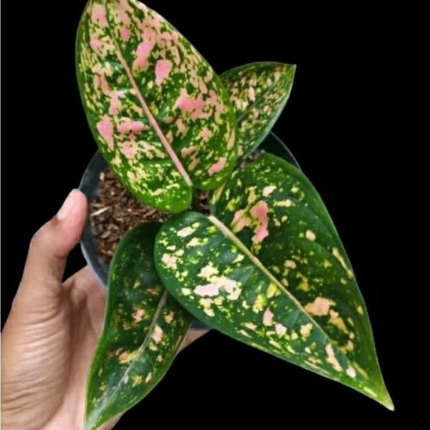 Tanaman hias aglaonema aglonema Ruby compacta lokal silangan pak Greg harga ekonomis murah size sesu