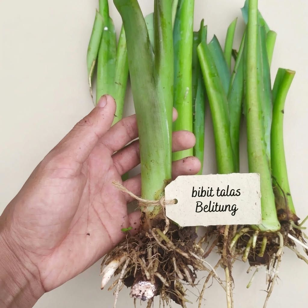 bibit talas belitung