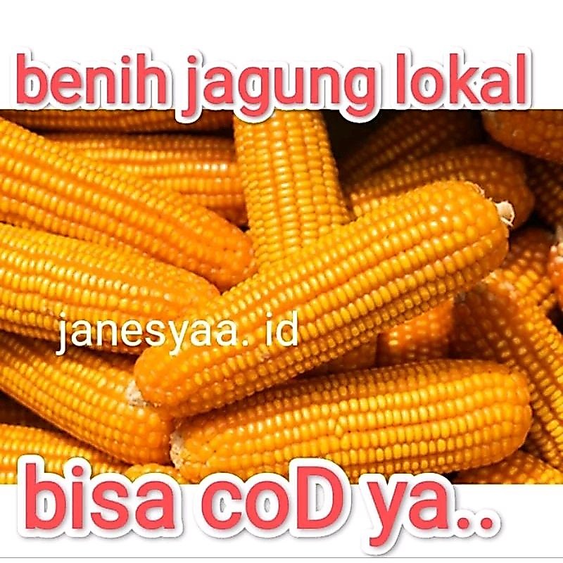 Jagung kering utuh bonggol perbiji