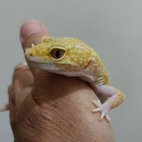 (5) MAINAN OVULASI GECKO LEOPARD, Indukan, SEHAT, CAKEP