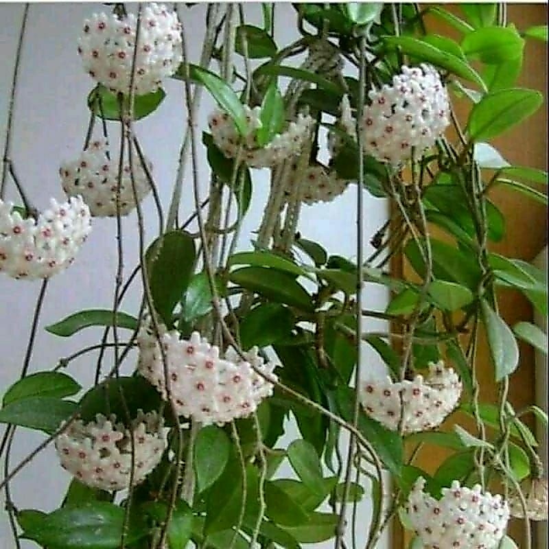 tanaman jalar bunga wangi tansman Hoya wangi