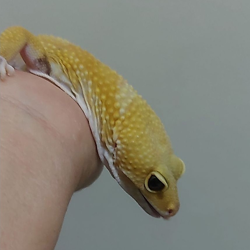 (C) MAINAN GECKO LEOPARD, OVULASI, INDUKAN SEHAT